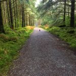Woodland Trail Torc Mountain Killarney National Park