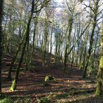 killarneyguide.ie Pike Wood Trees