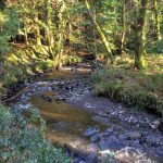 killarneyguide.ie Pike Wood river