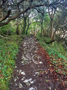 killarneyguide.ie Muckross Walking Path