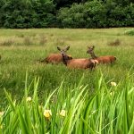 killarneyguide.ie Deer in Knockreer, Killarney