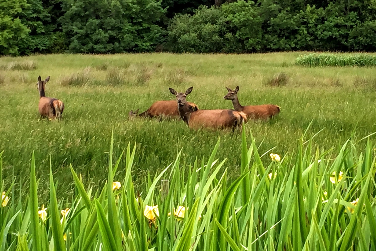Red Deer in Killarney | View Deer | Killarney National Park