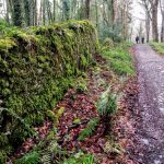 Muckross Gardens Woodlands Wall