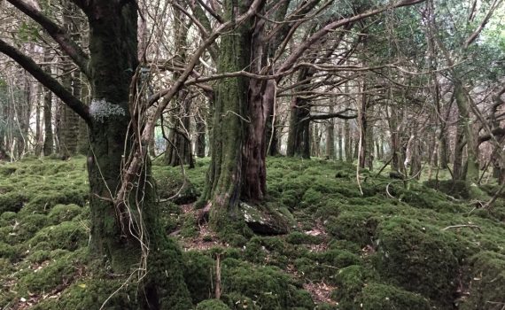 Killarney Guide Reenadinna Mosses